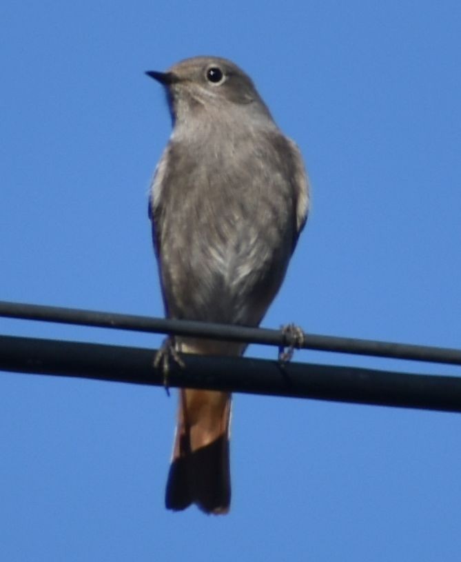 赭紅尾鴝 - ML646765806