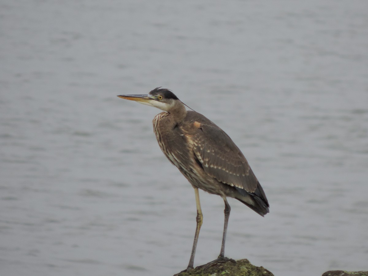 Great Blue Heron - ML646765807