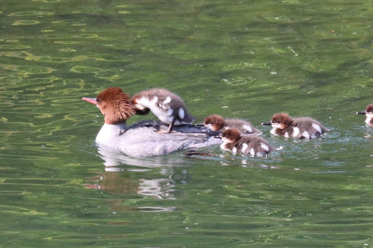 Common Merganser - ML646765808