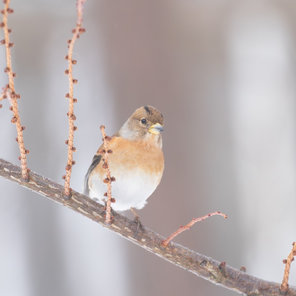פרוש הרים - ML646765812