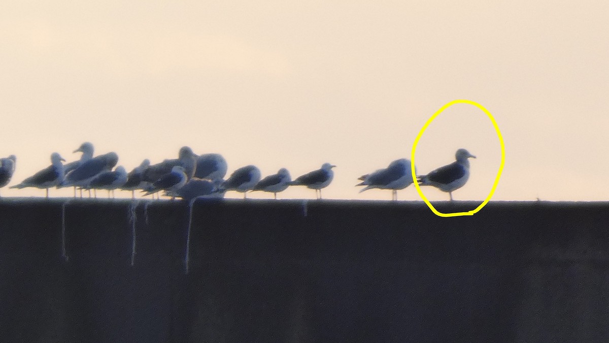 skifermåke - ML646765814