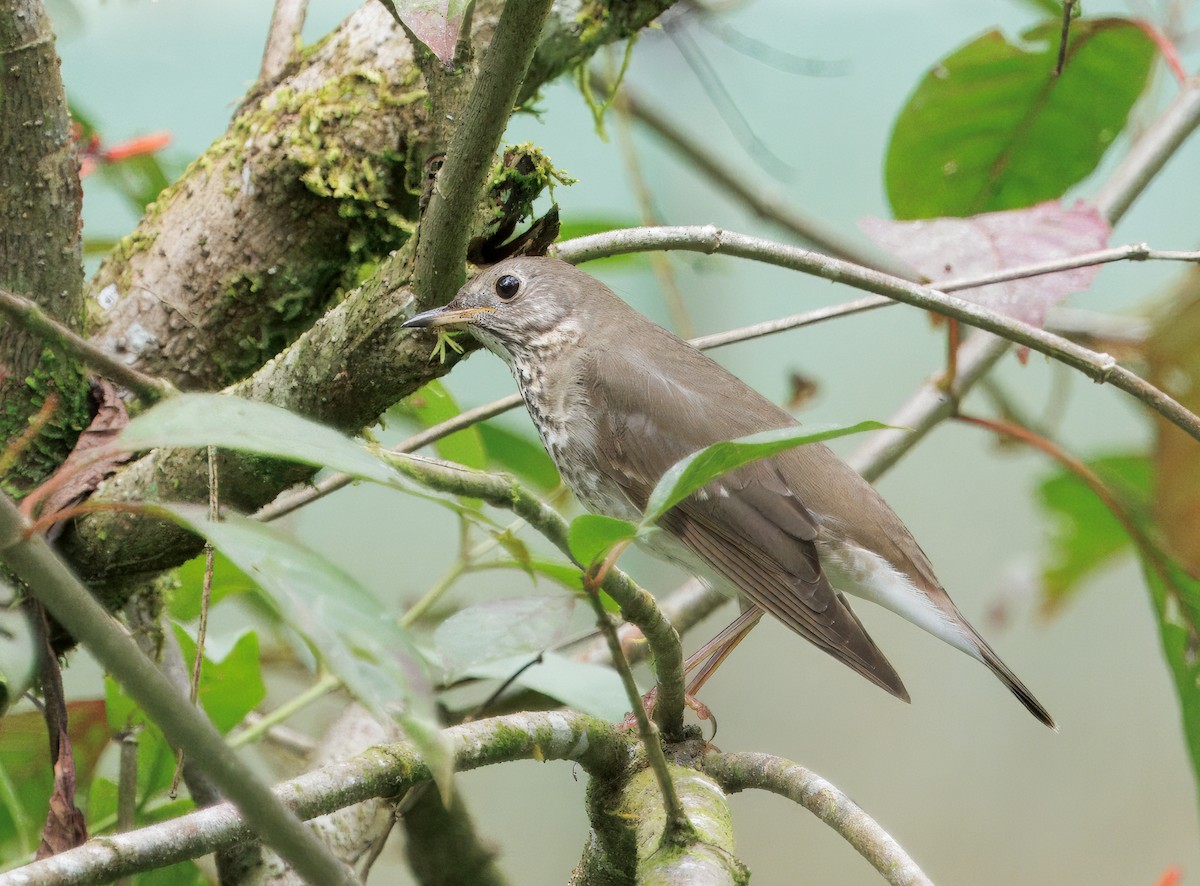 Grauwangen-Musendrossel - ML646765816