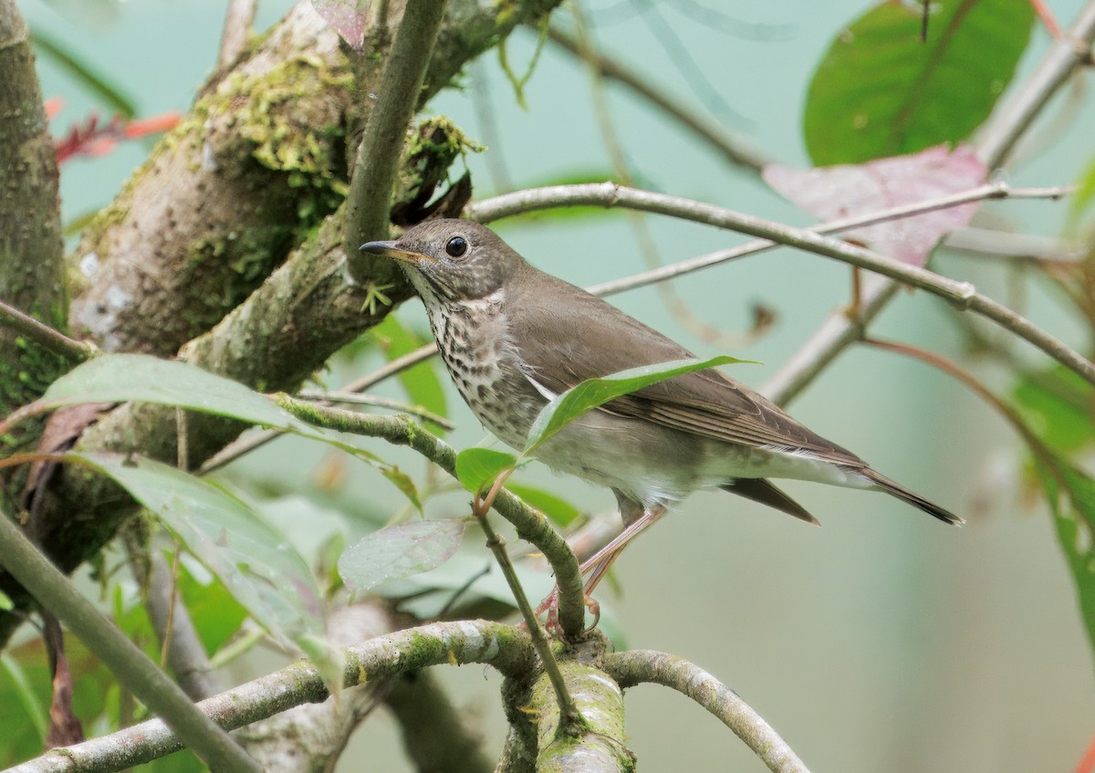 Grauwangen-Musendrossel - ML646765817