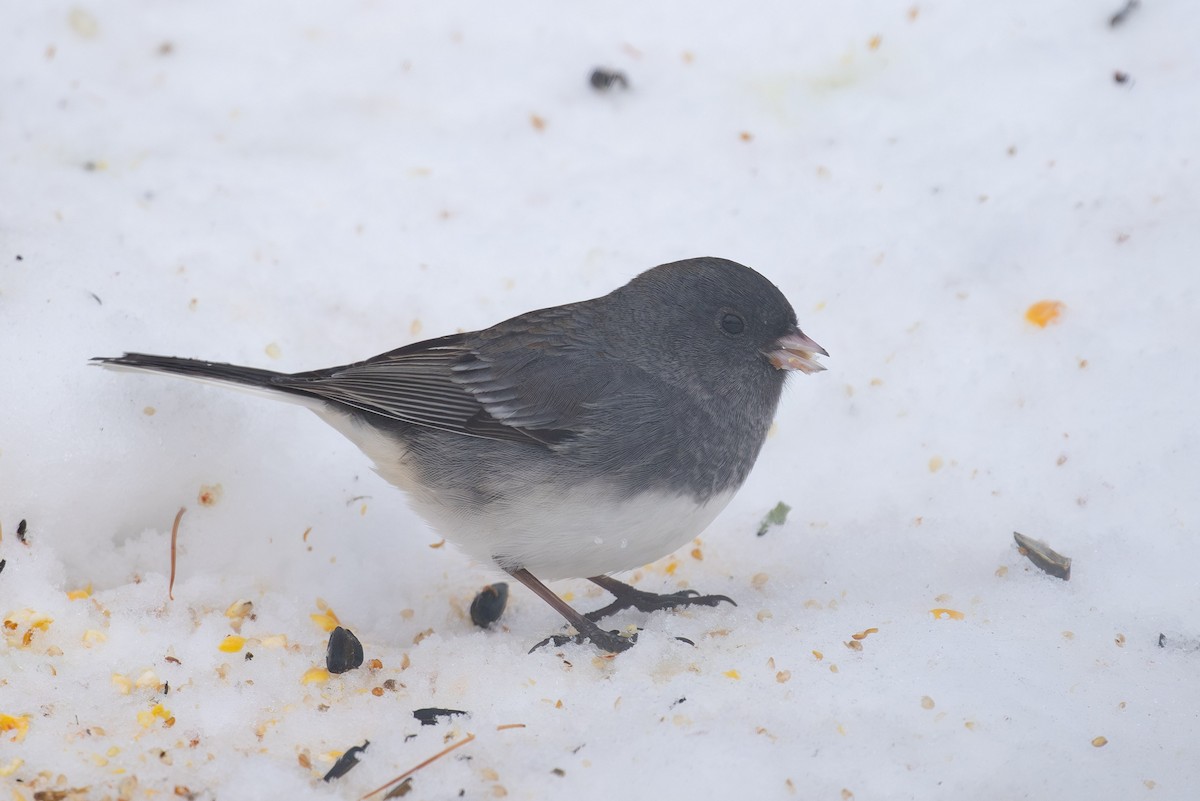 Dark-eyed Junco (Slate-colored) - ML646765821