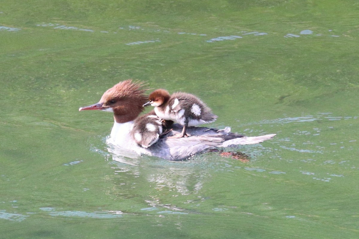 Common Merganser - ML646765823