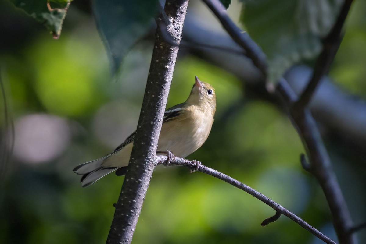 Пісняр-лісовик каштановий - ML646765825