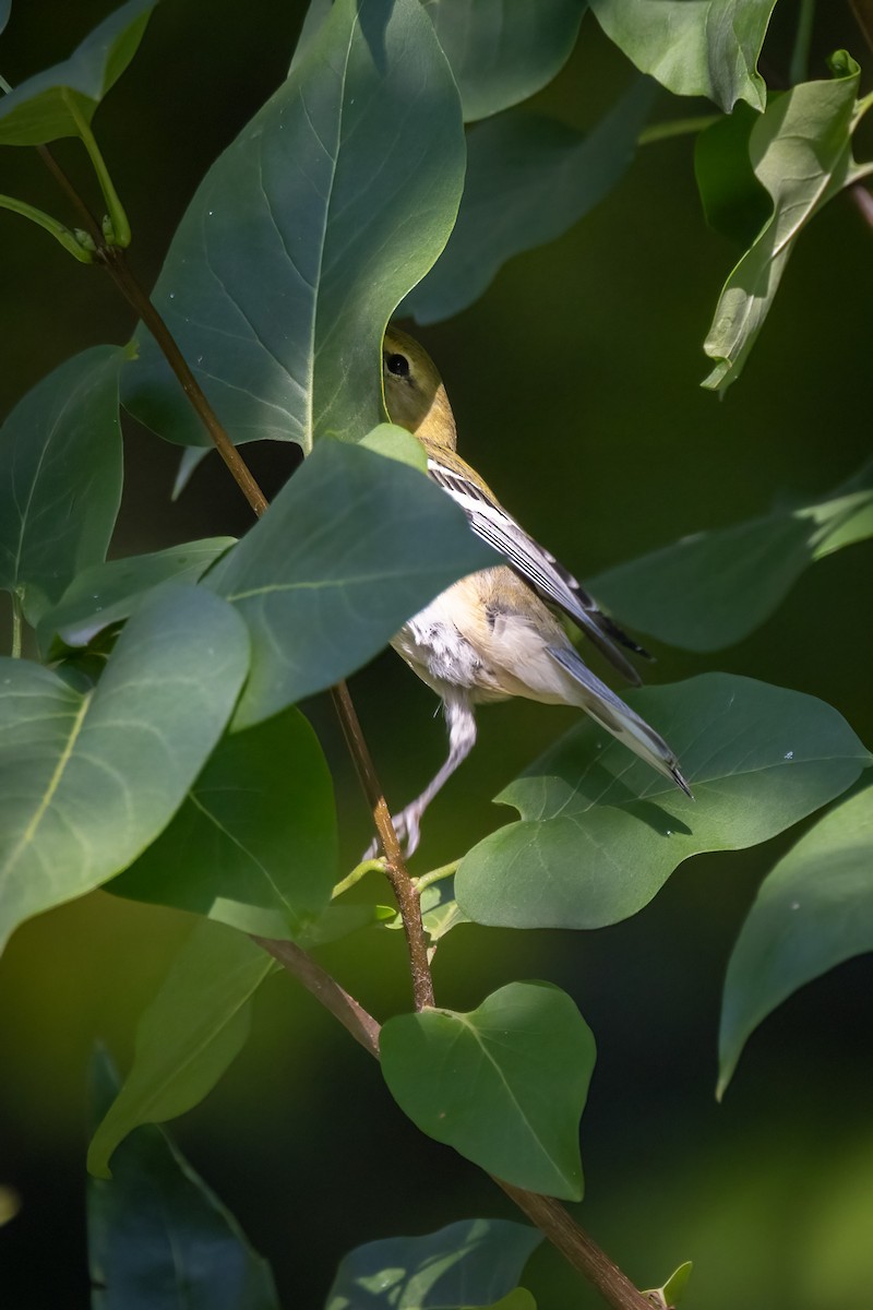 Пісняр-лісовик каштановий - ML646765826