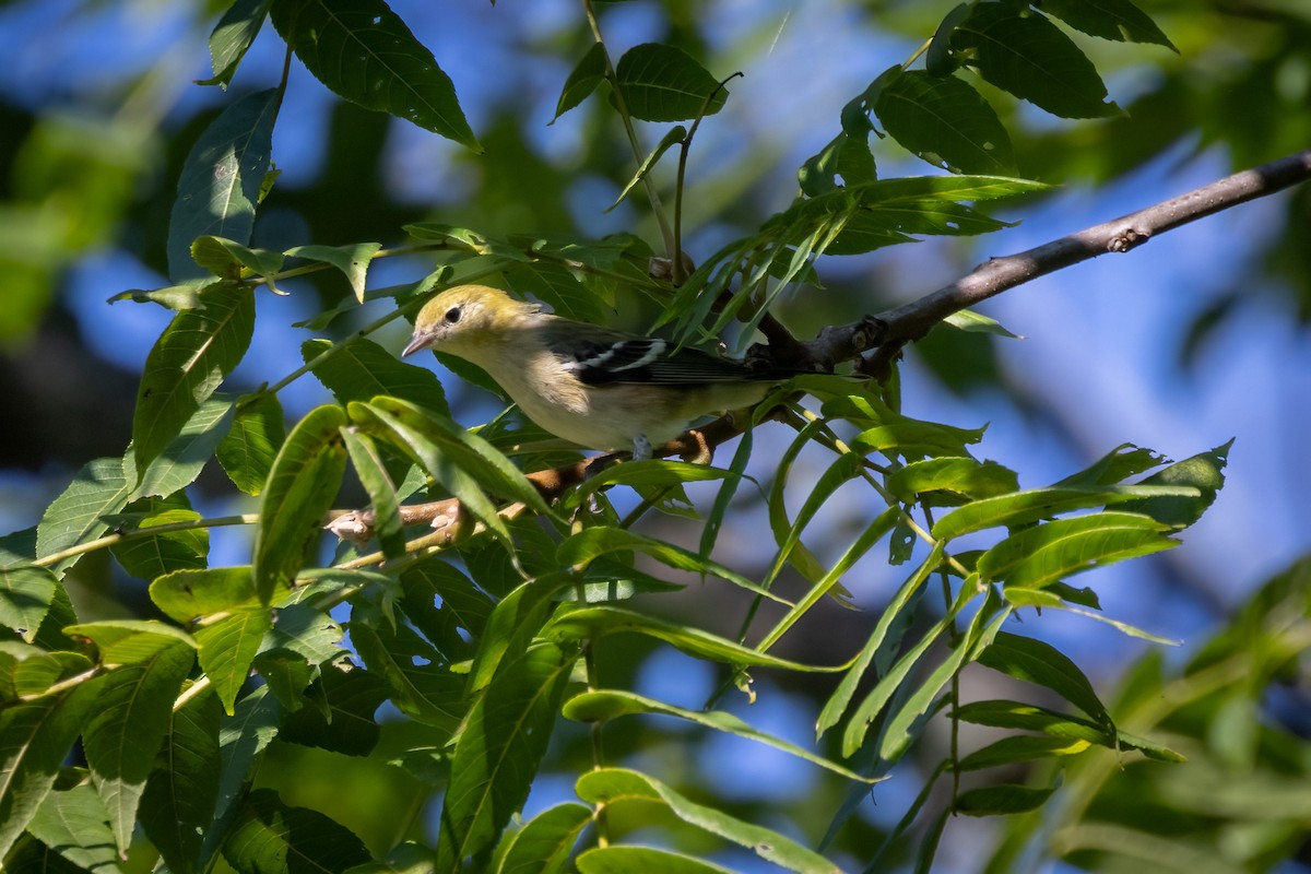 Пісняр-лісовик каштановий - ML646765827
