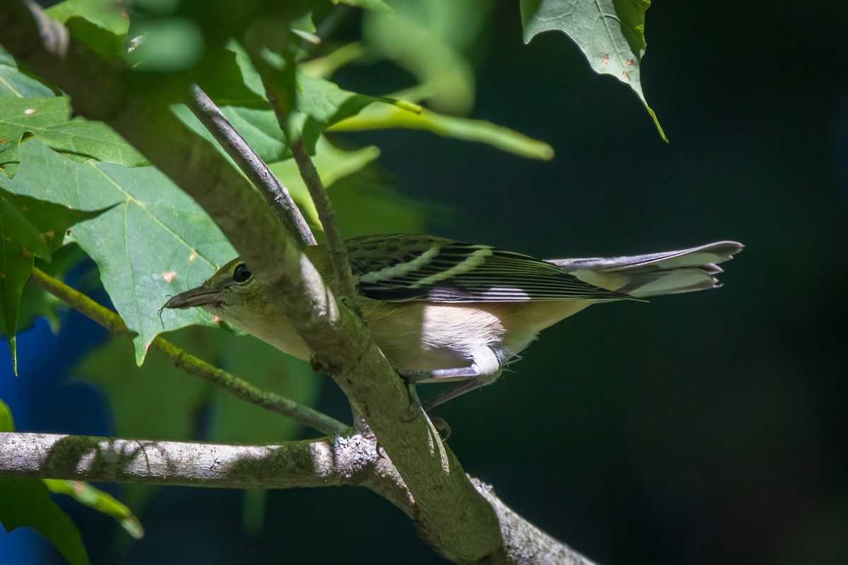 Пісняр-лісовик каштановий - ML646765828