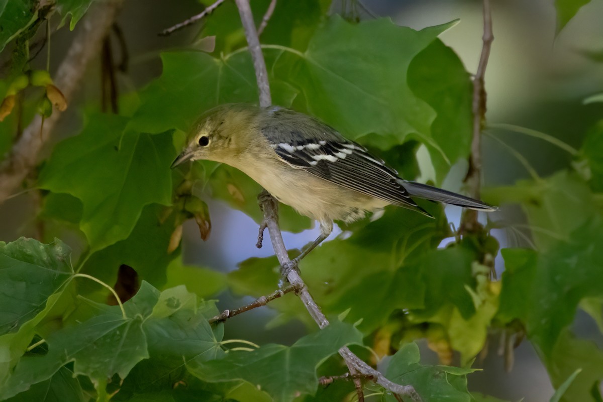 Пісняр-лісовик каштановий - ML646765829
