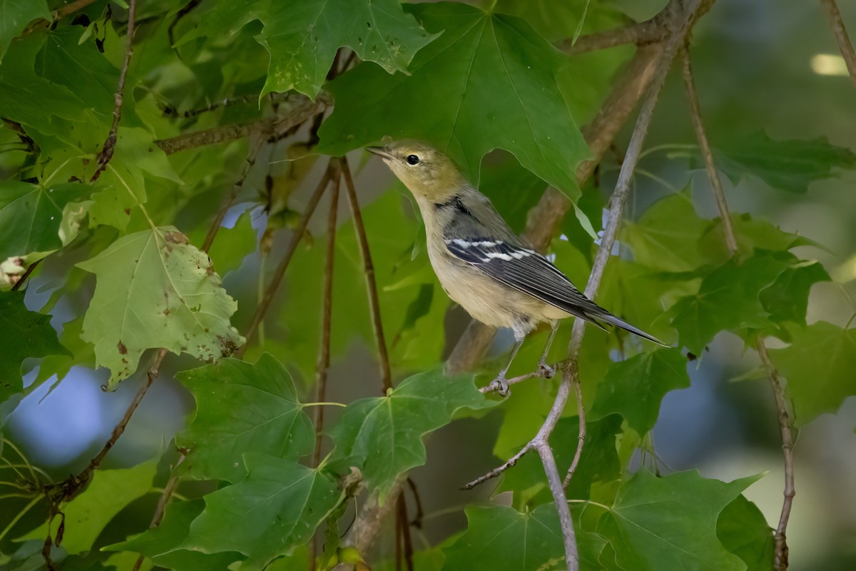 Пісняр-лісовик каштановий - ML646765830
