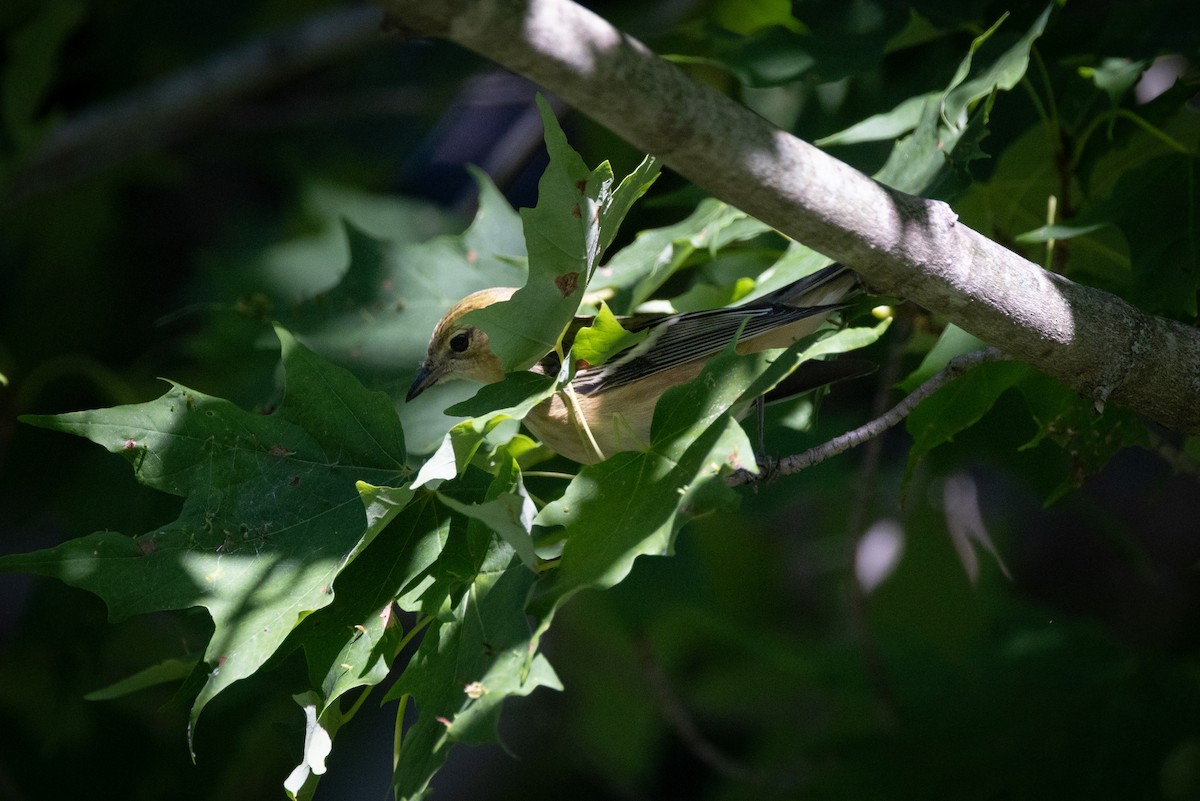 Пісняр-лісовик каштановий - ML646765831