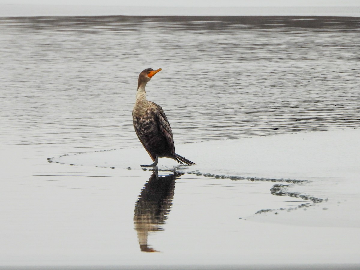 Double-crested Cormorant - ML646765832