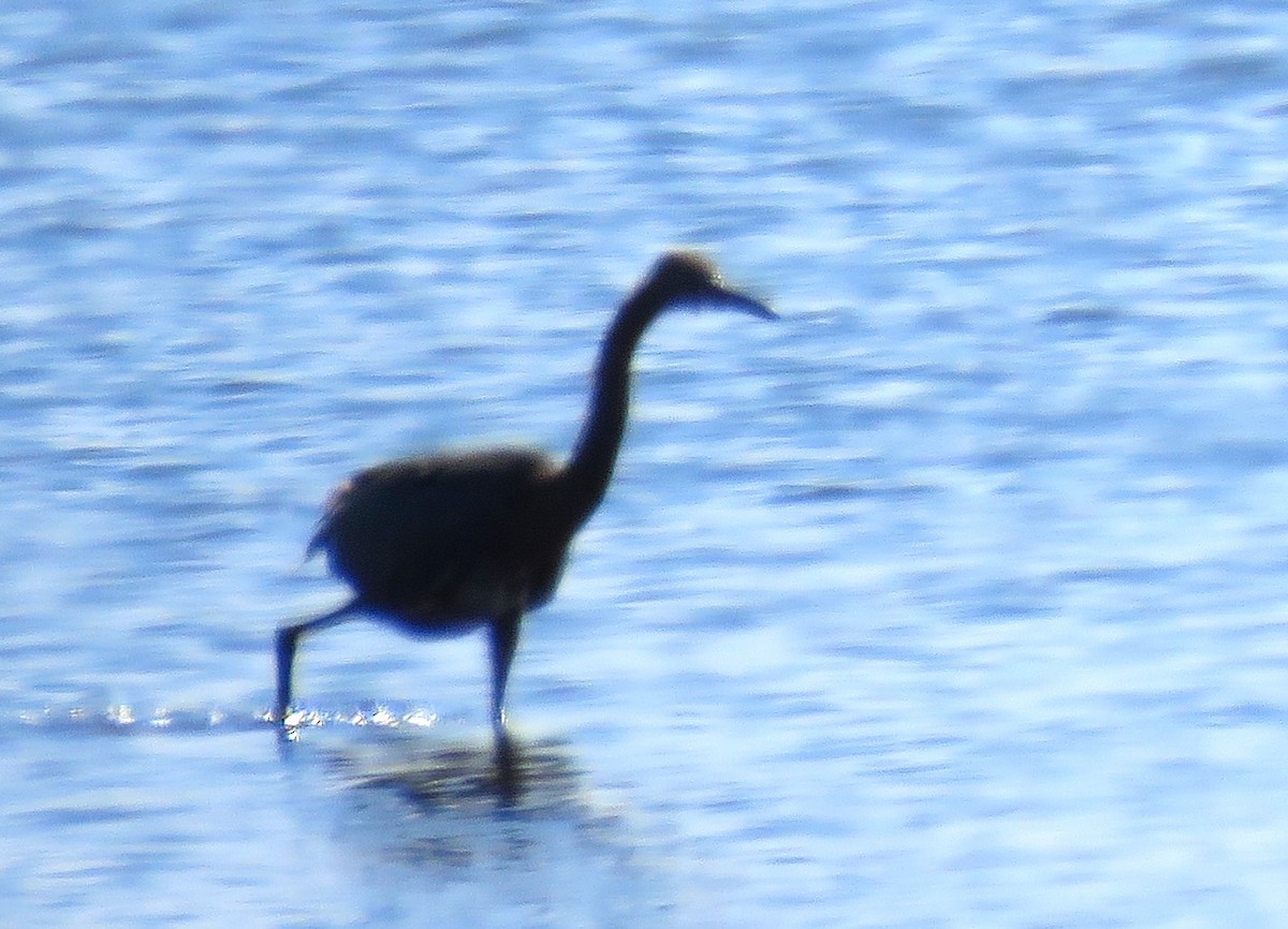 Garceta Rojiza - ML646765837