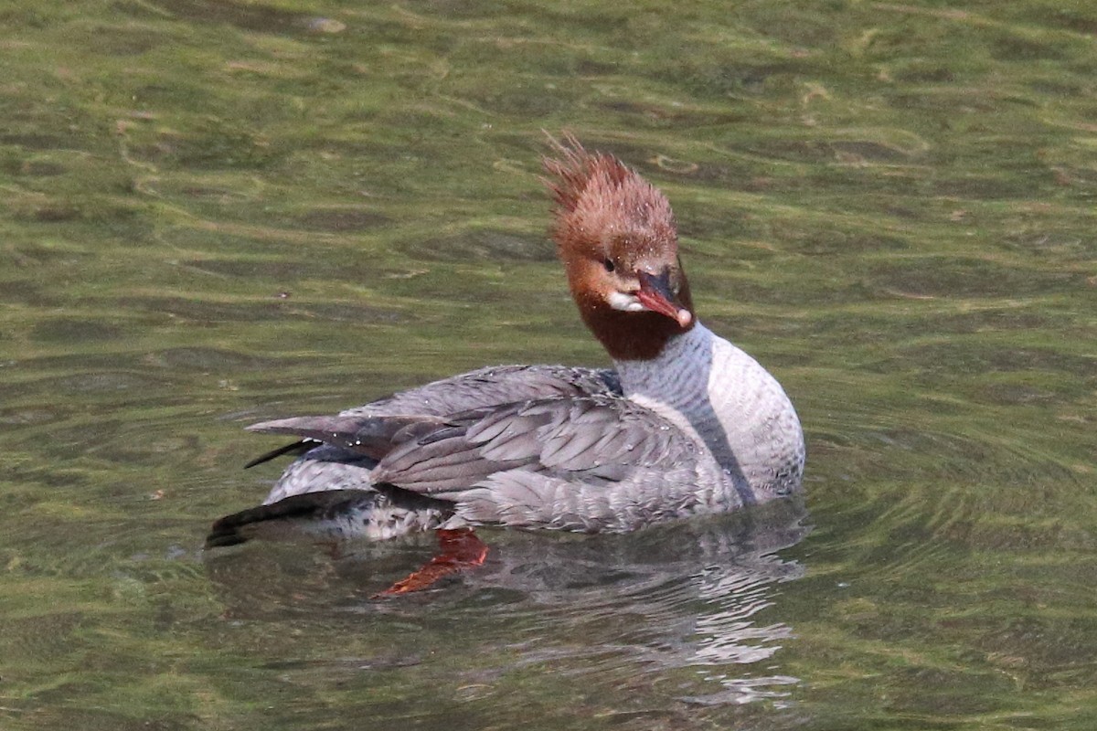 Common Merganser - ML646765838