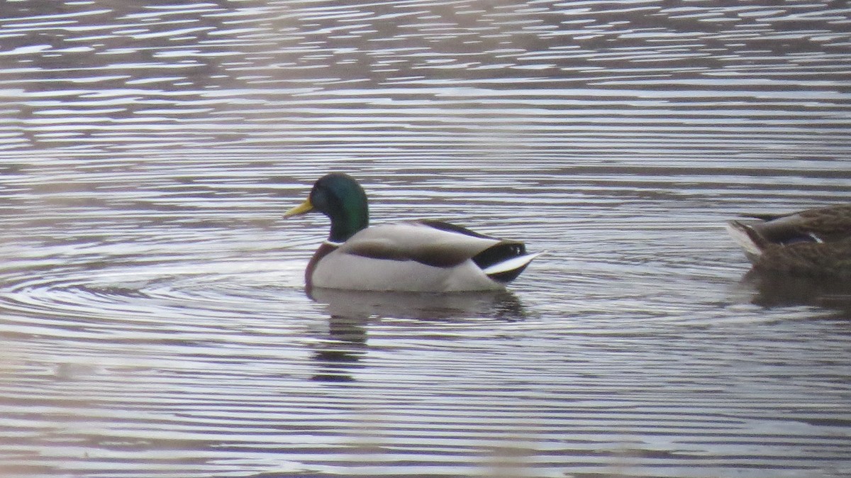 Mallard - ML646765840