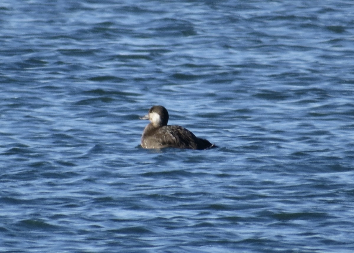 Negrón Americano - ML646765841