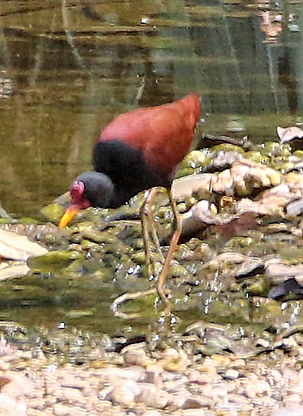 Wattled Jacana - ML646765843