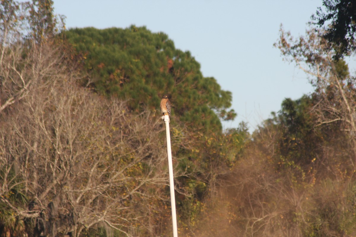 Red-shouldered Hawk - ML646765845