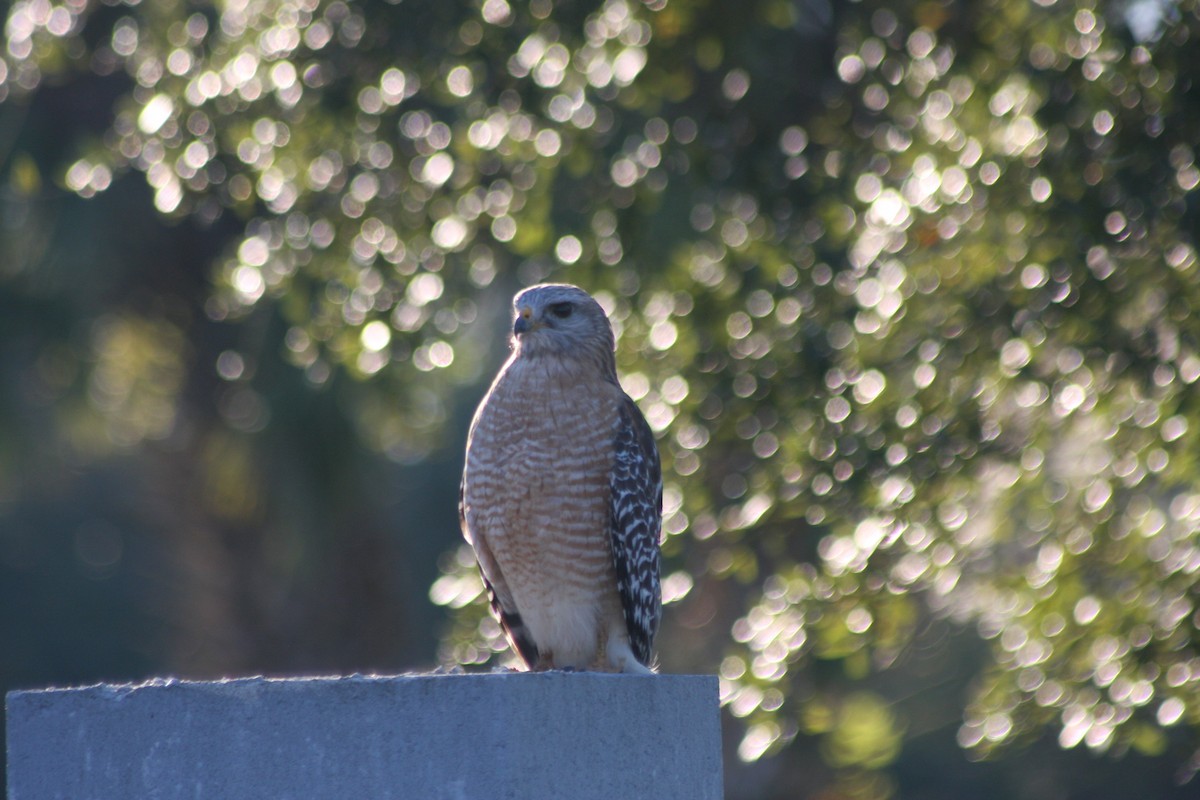 Red-shouldered Hawk - ML646765846