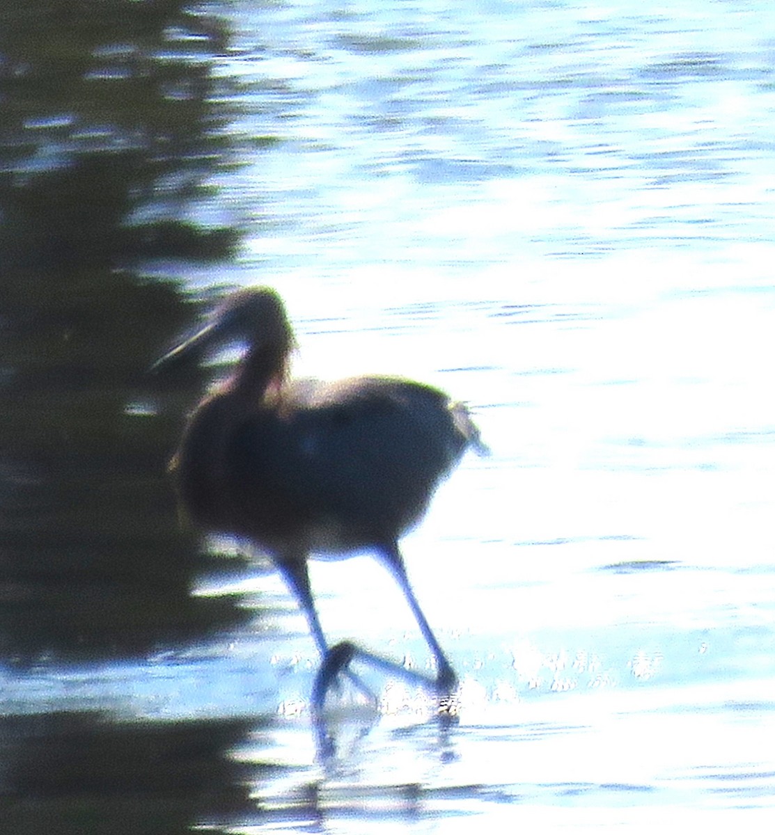 Garceta Rojiza - ML646765847