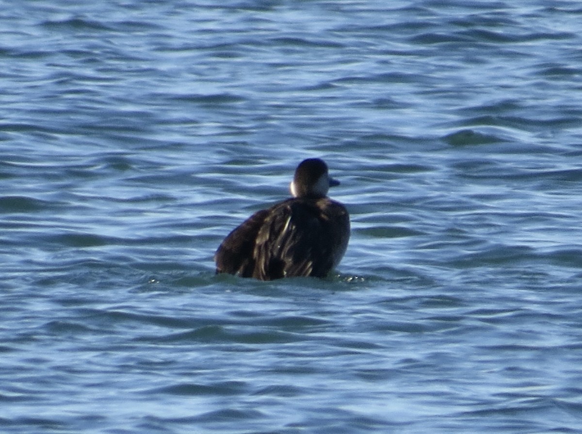 Negrón Americano - ML646765848