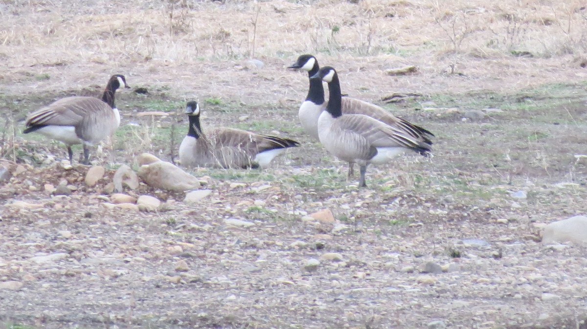 Canada Goose - ML646765850