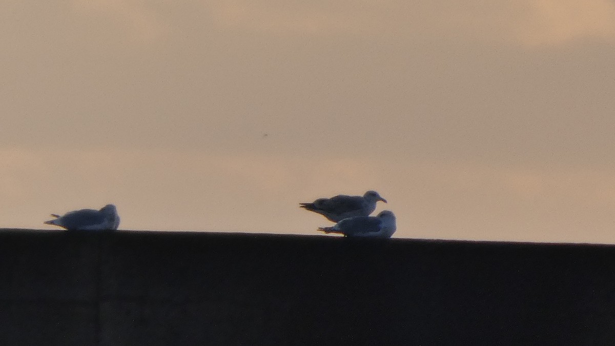 sibirmåke - ML646765851