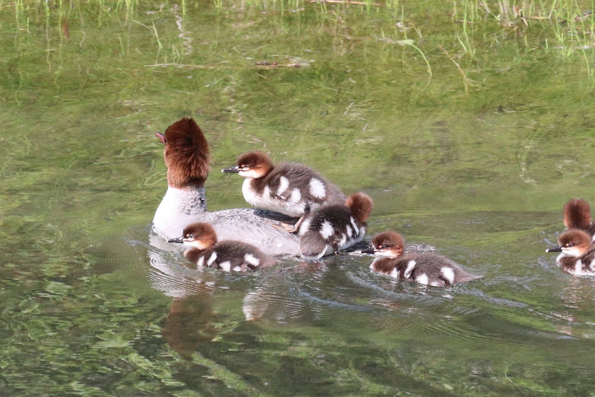 Common Merganser - ML646765852