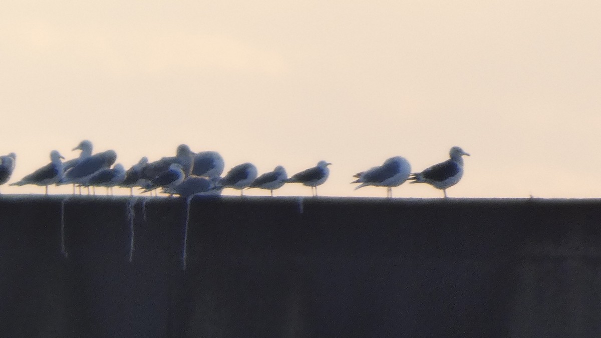 sibirmåke - ML646765853