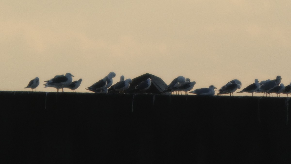 sibirmåke - ML646765854