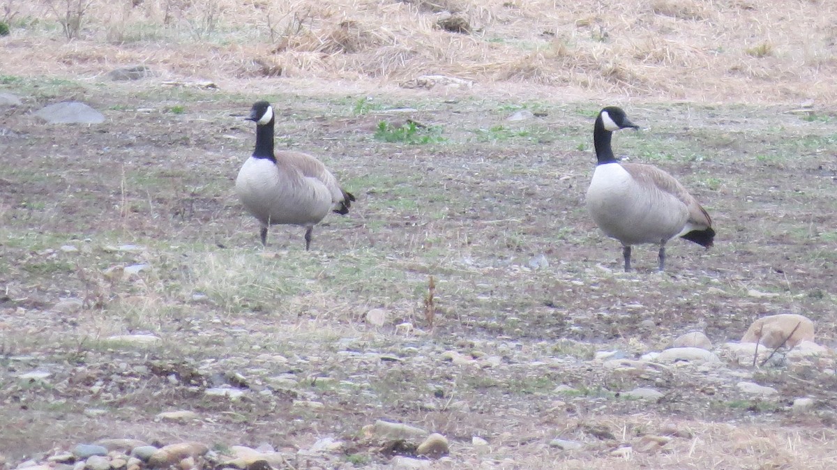 Canada Goose - ML646765855