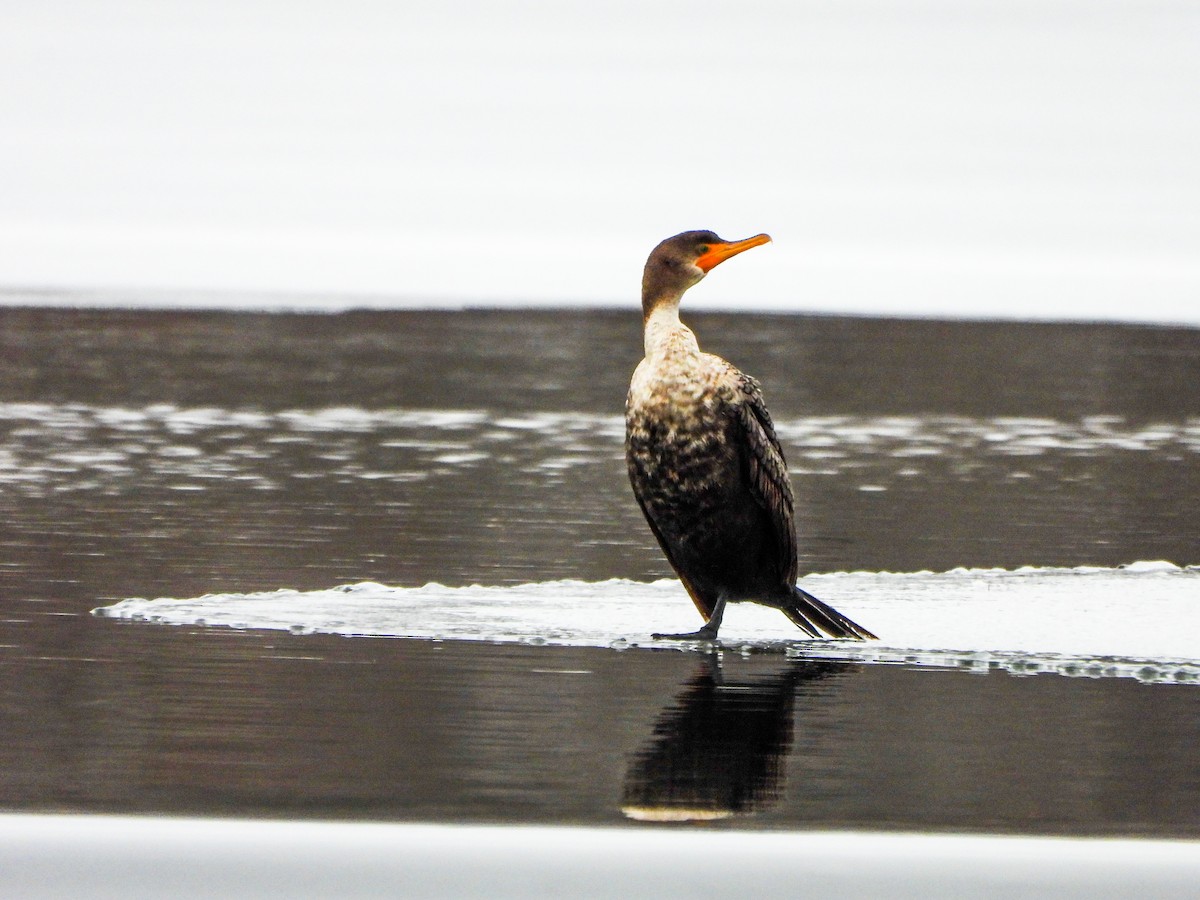 Double-crested Cormorant - ML646765856