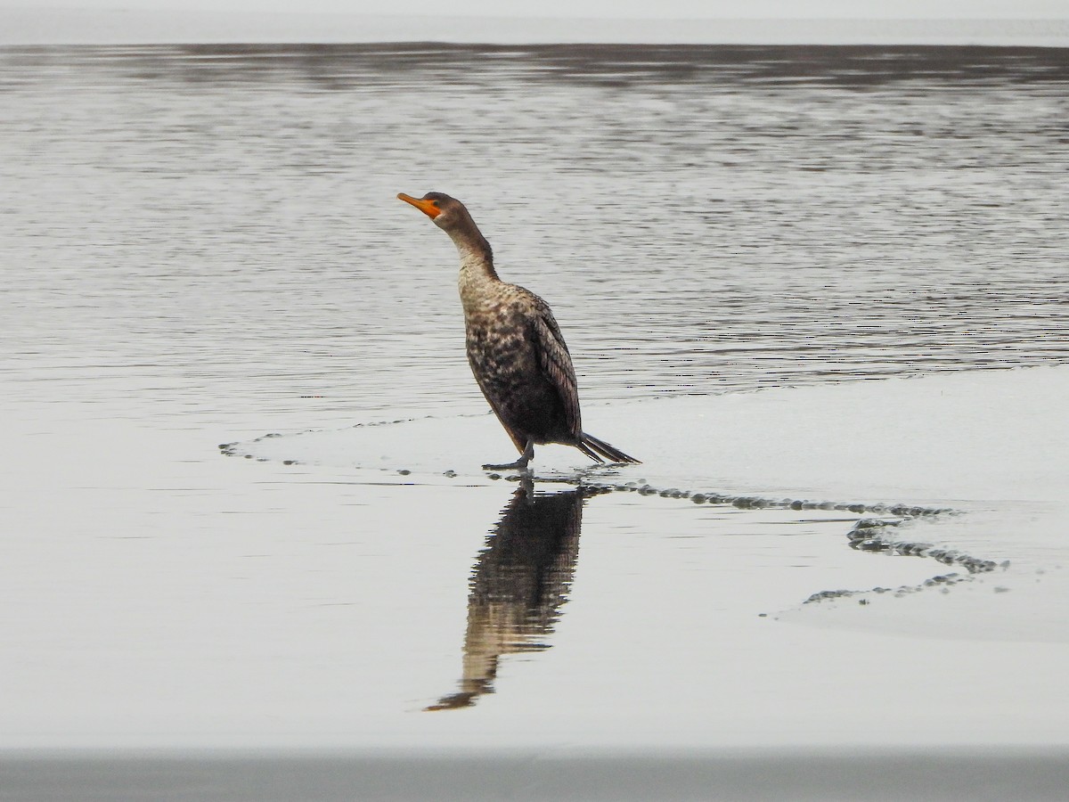 Double-crested Cormorant - ML646765857