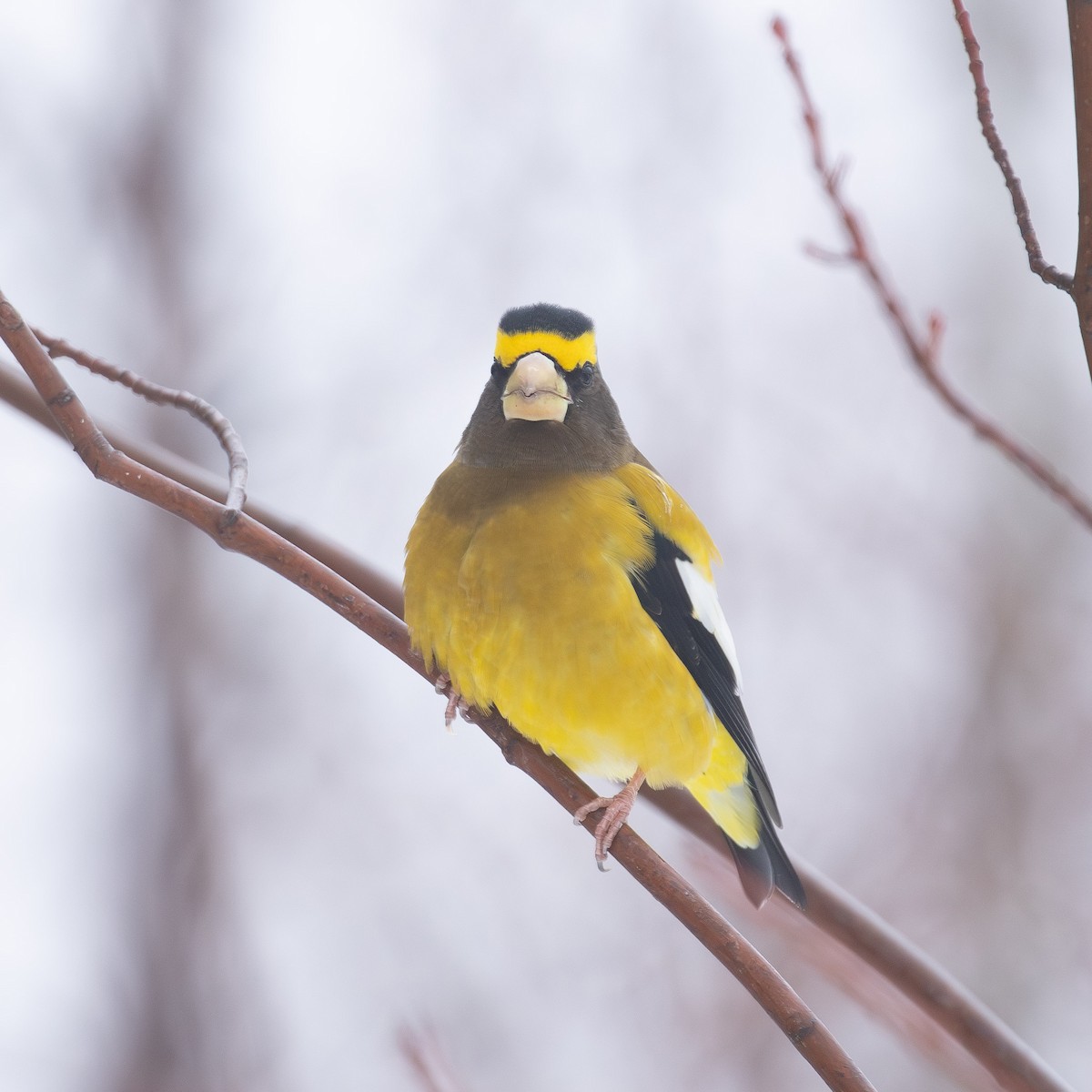 עב-מקור ערב - ML646765859