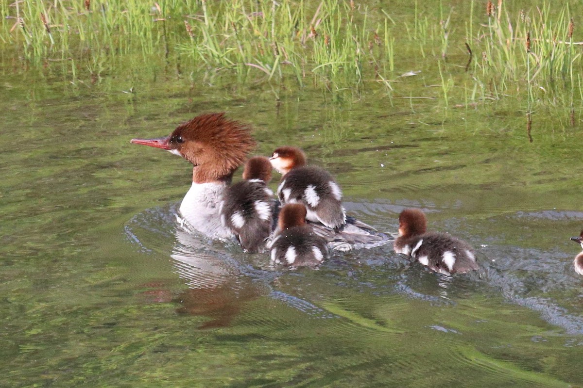Common Merganser - ML646765862