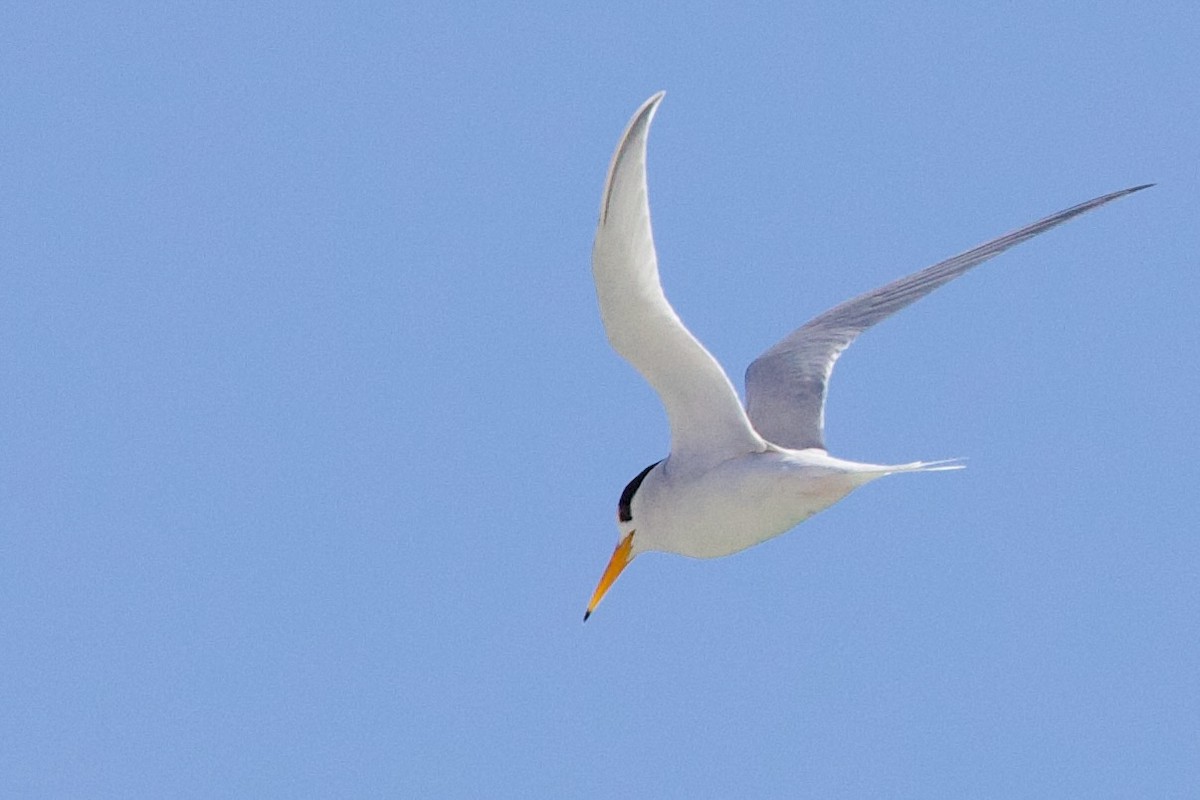 Avustralya Sumrusu - ML646765863