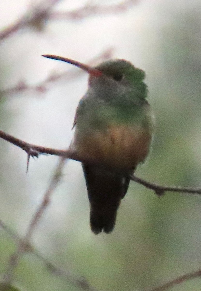 yucatánkolibri - ML646765864