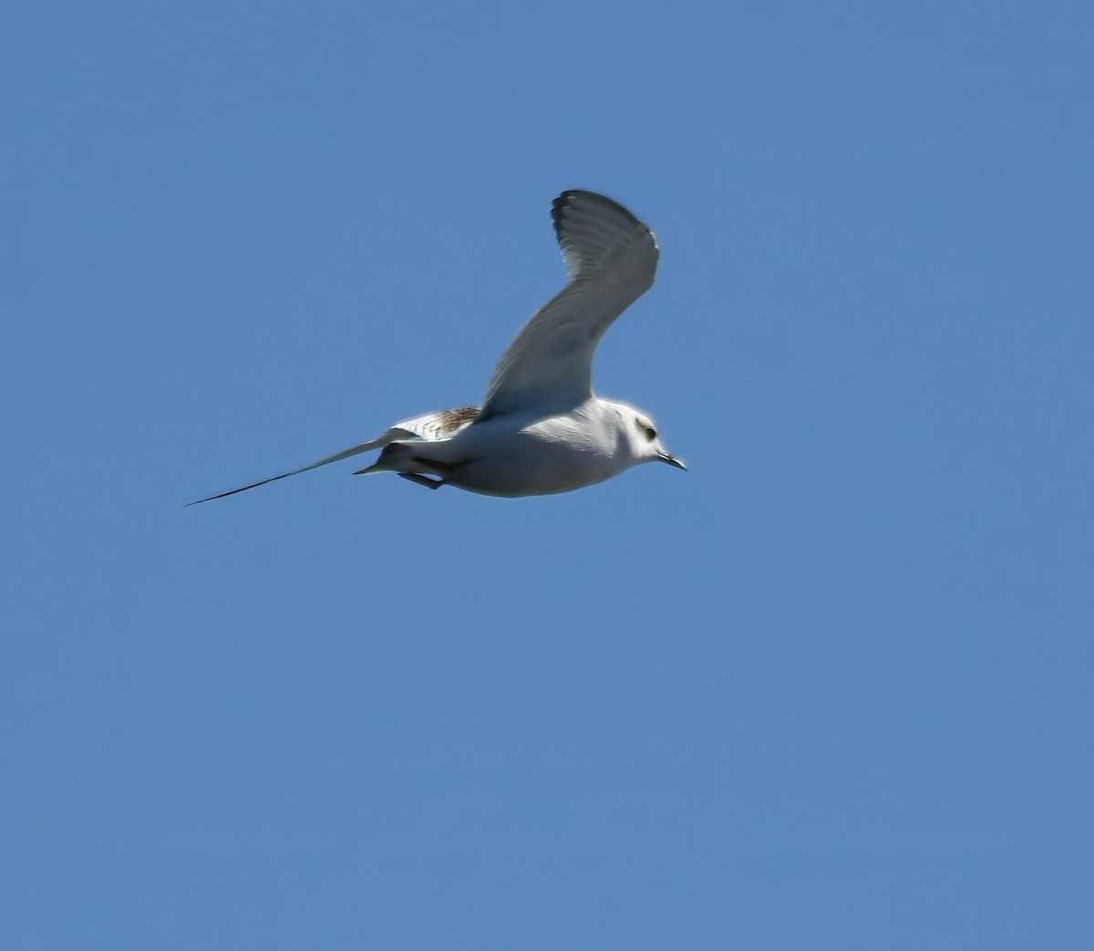 Little Gull - ML646765865