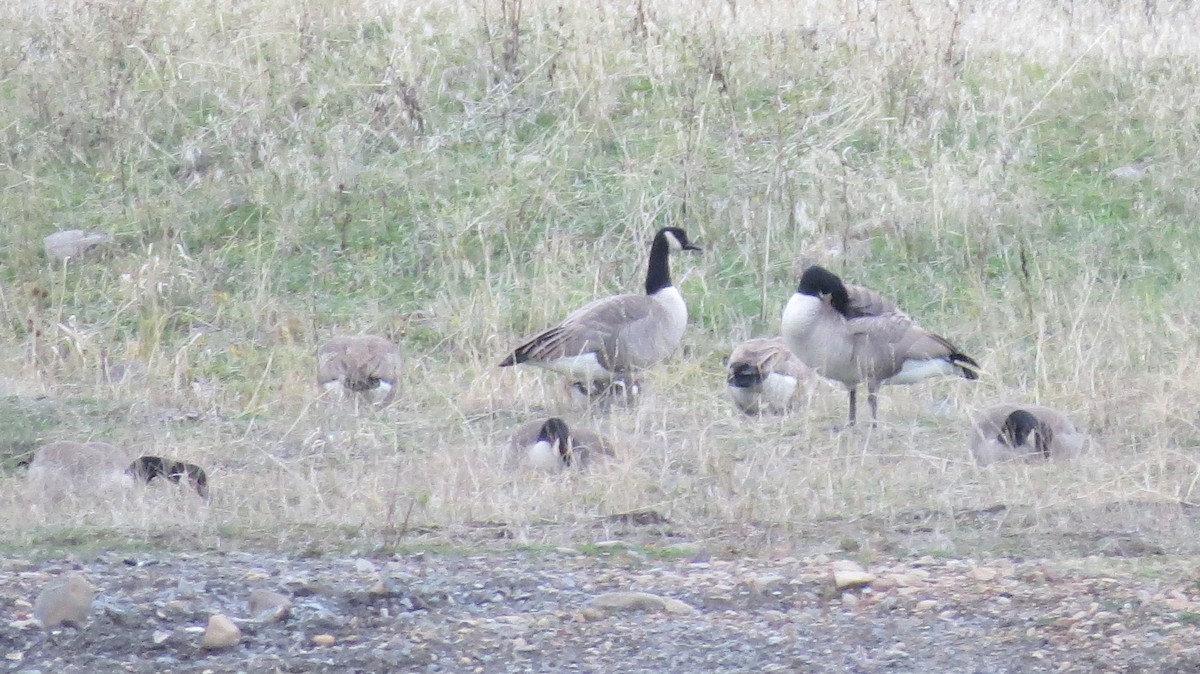 Canada Goose - ML646765866