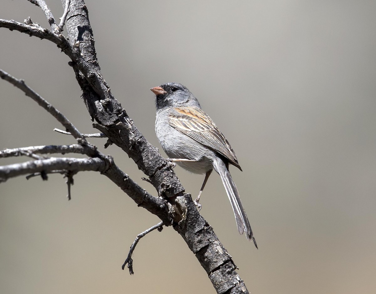 アゴグロヒメドリ - ML646765868