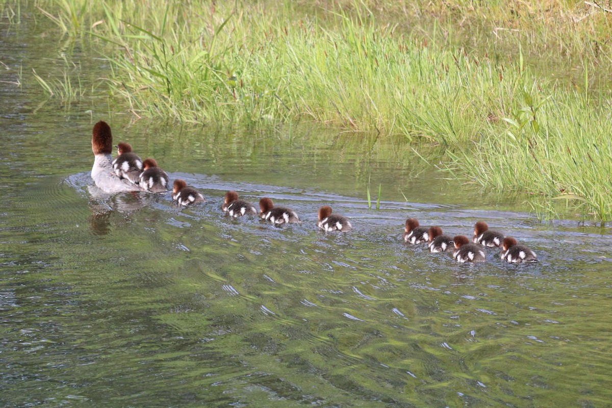 Common Merganser - ML646765869