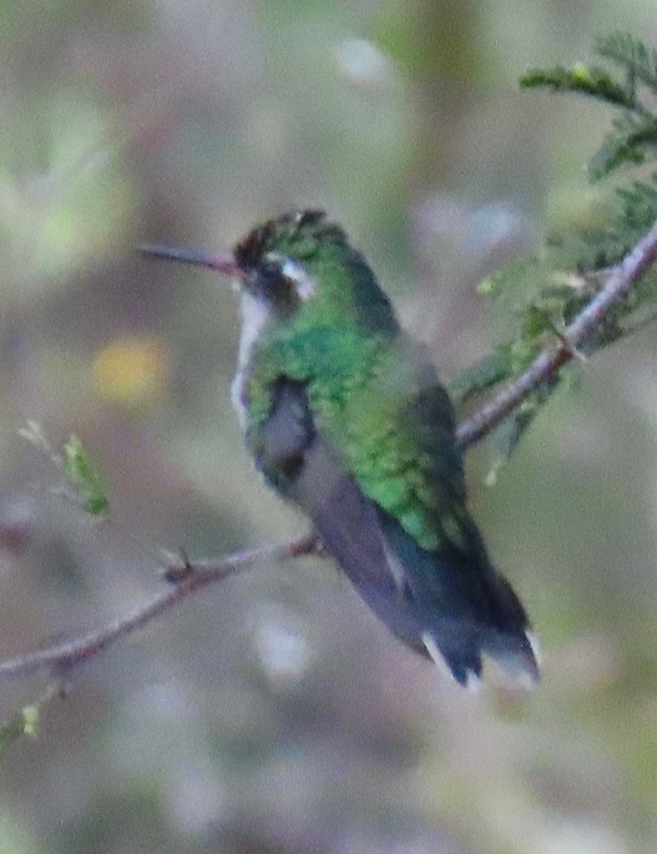 mayasmaragd - ML646765870