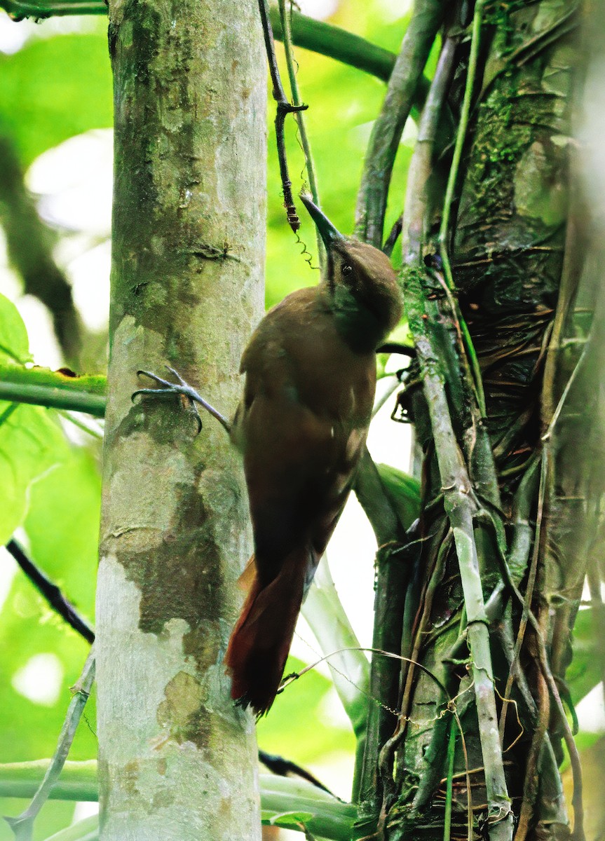 Plain-brown Woodcreeper - ML646765877
