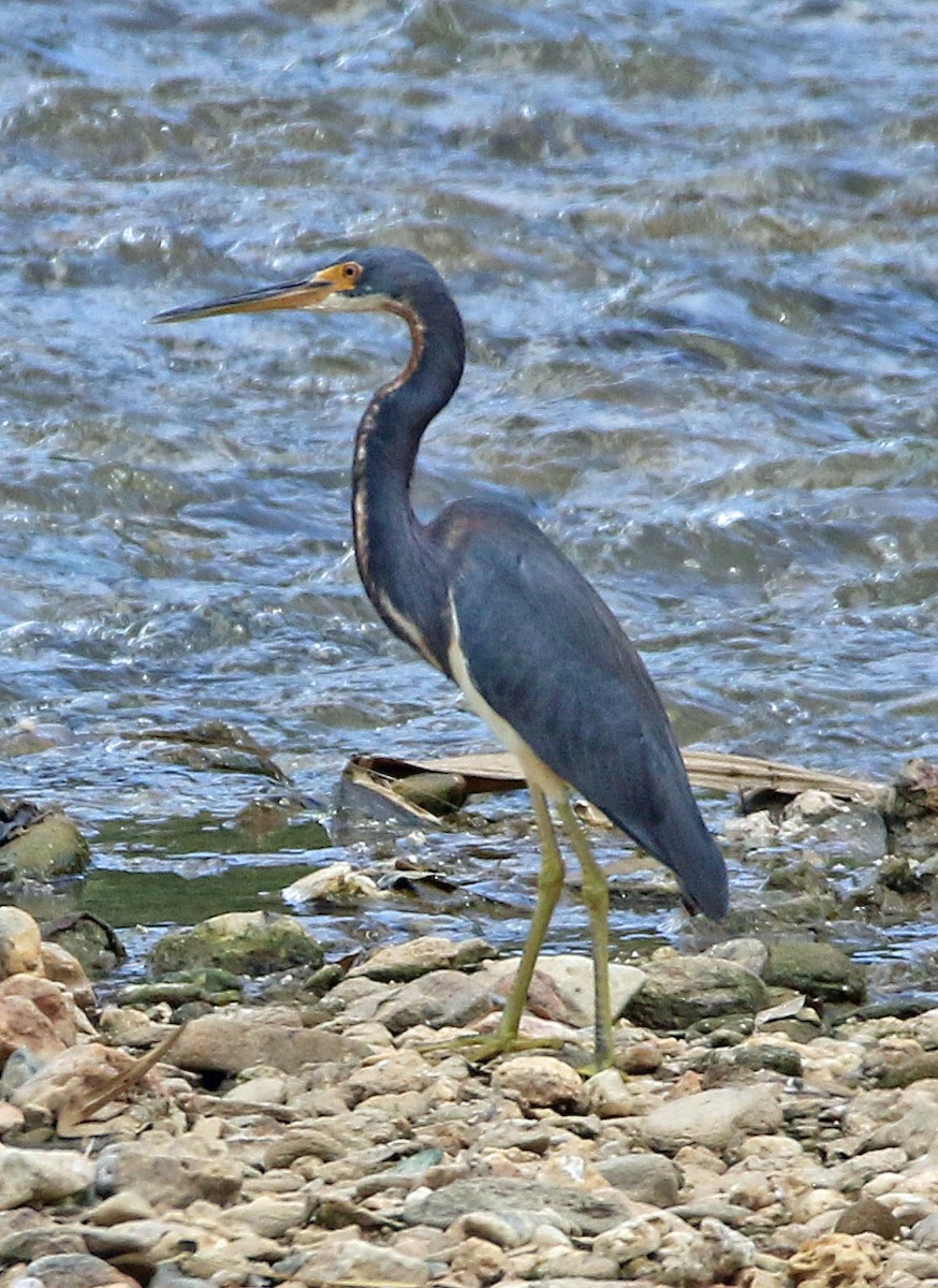 Tricolored Heron - ML646765883