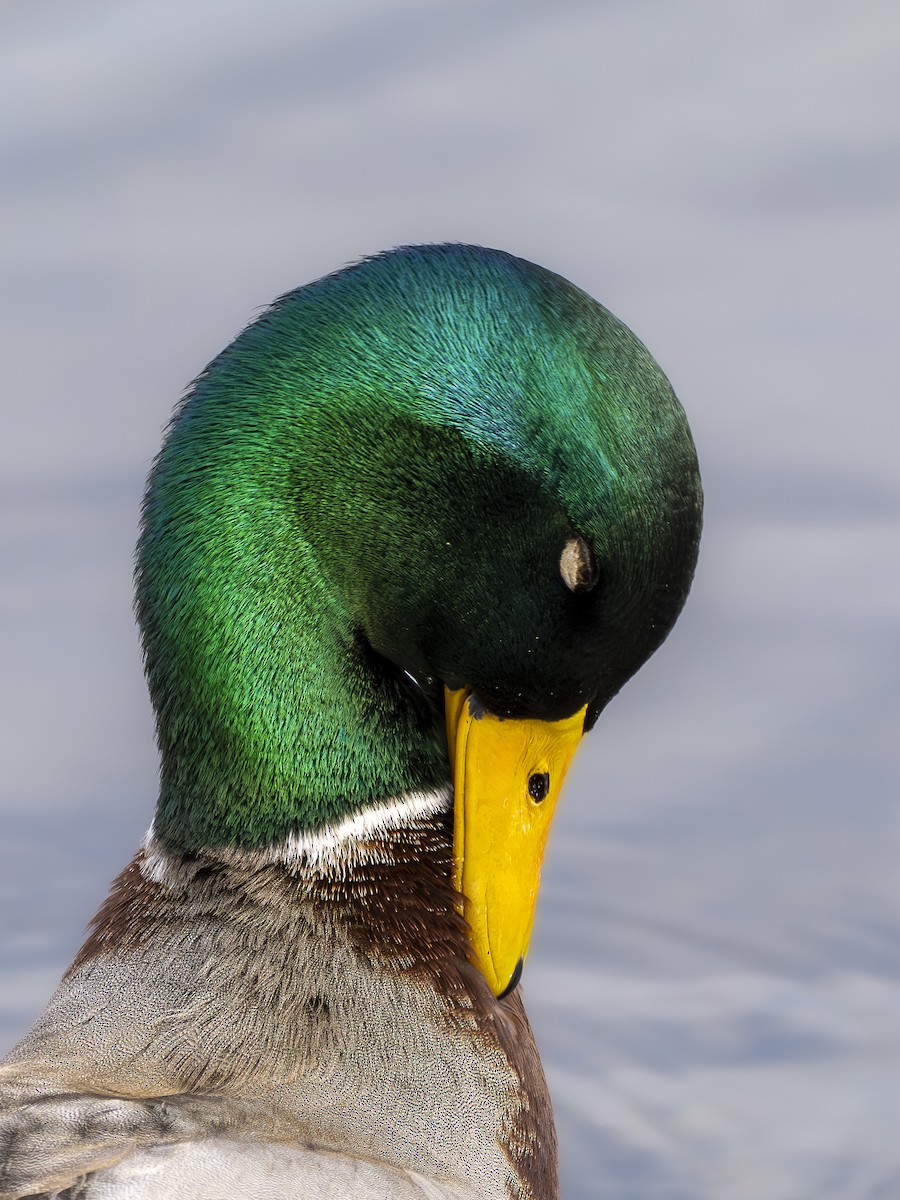 Ánade Azulón - ML646765884