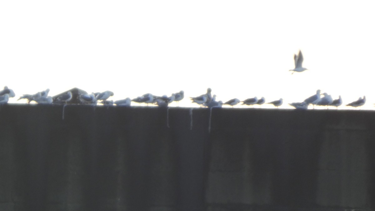 japanmåke - ML646765885