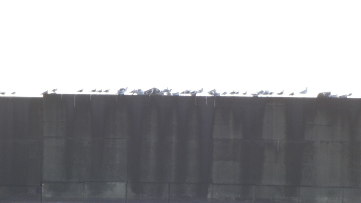 japanmåke - ML646765886