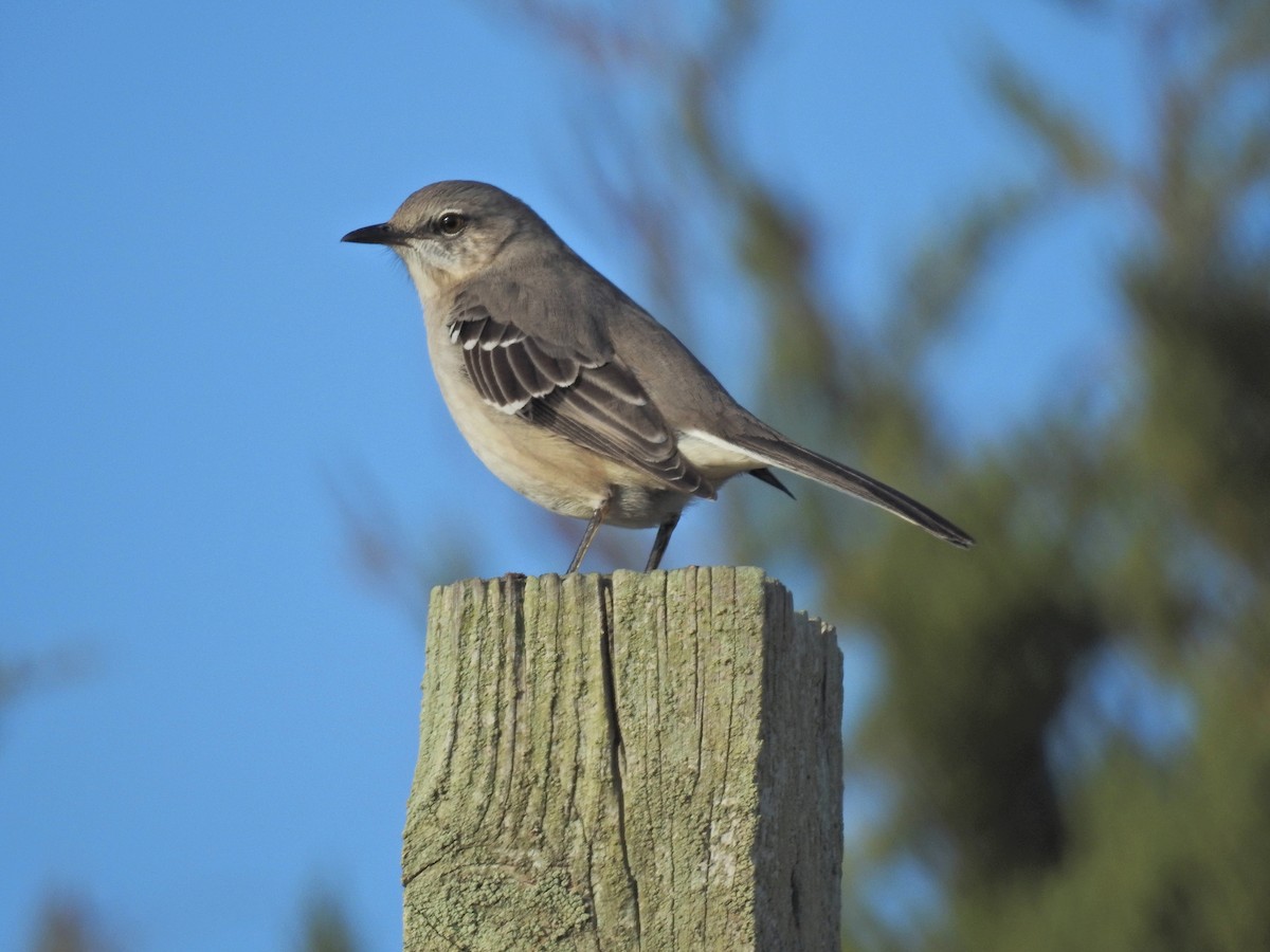 Northern Mockingbird - ML646765888