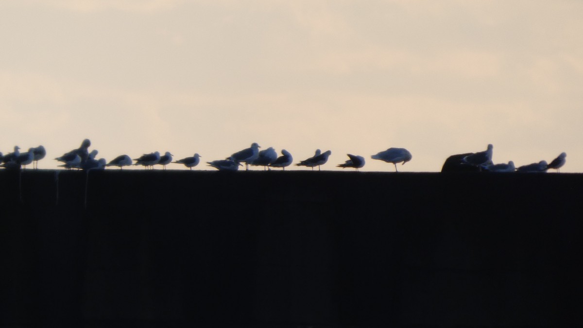 japanmåke - ML646765889